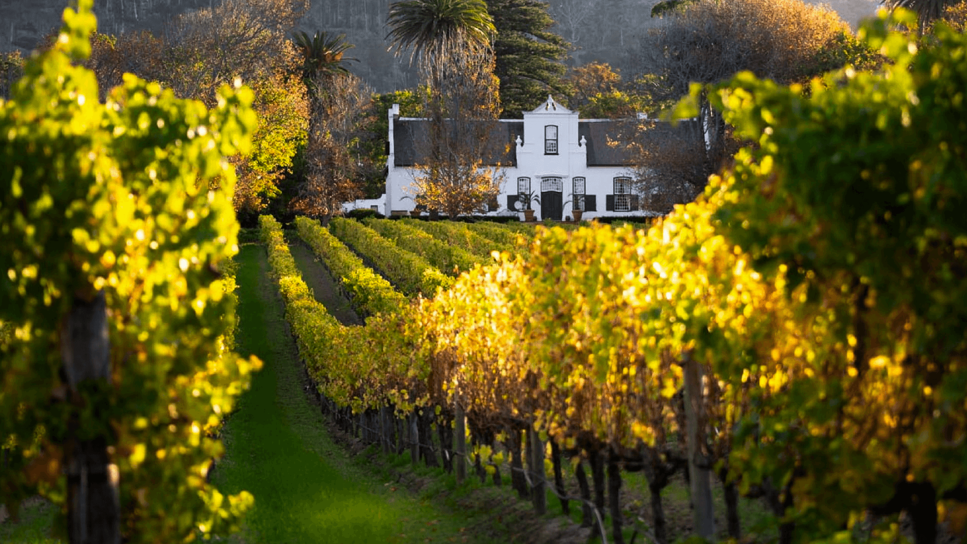 Constantia