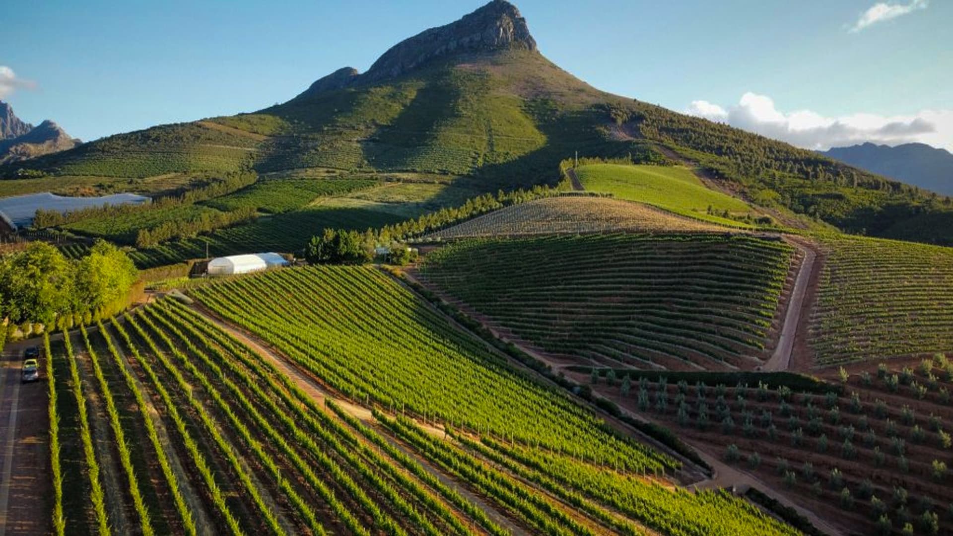 The Pioneering Spirit: How Cape Dutch Settlers Cultivated South Africa’s Vineyard Legacy