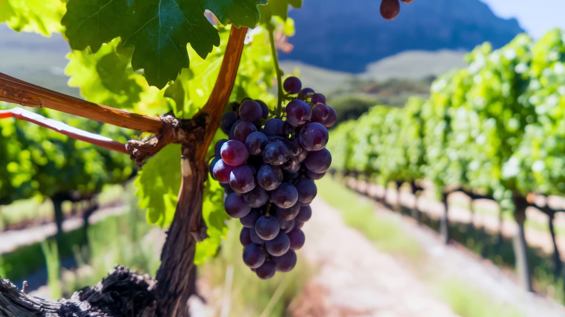 Malbec