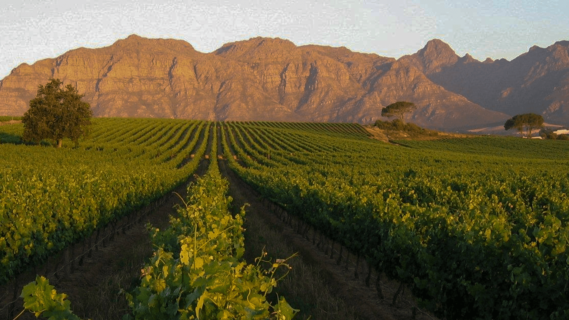 Stellenbosch