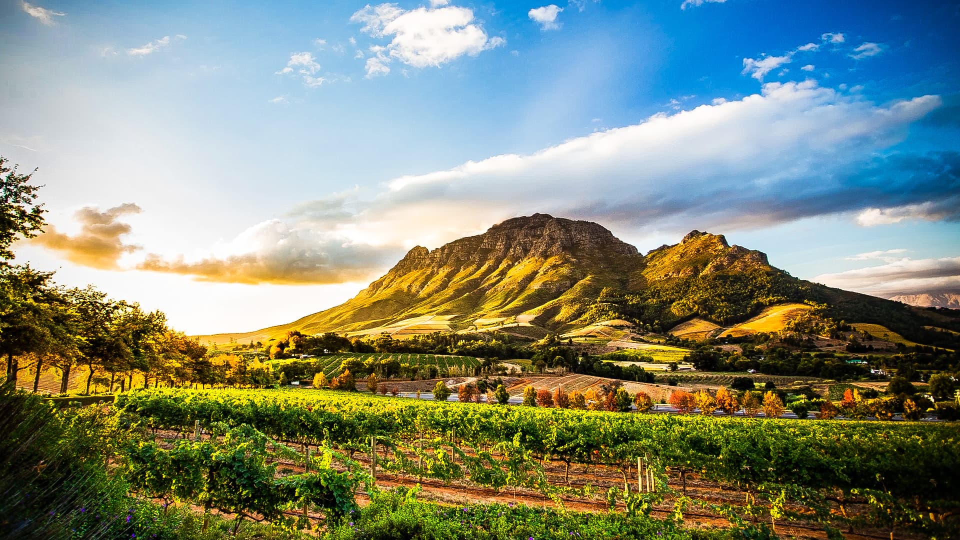 The History of Winemaking in South Africa