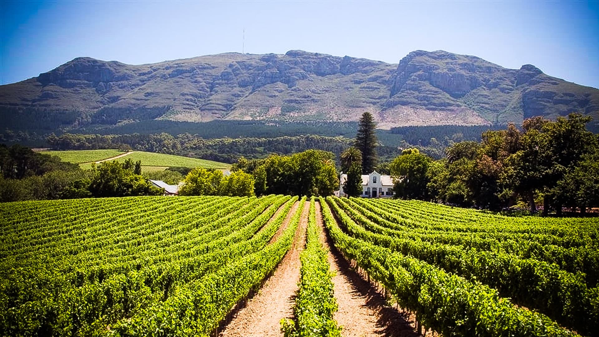 The Rise of Boutique Wineries in South Africa