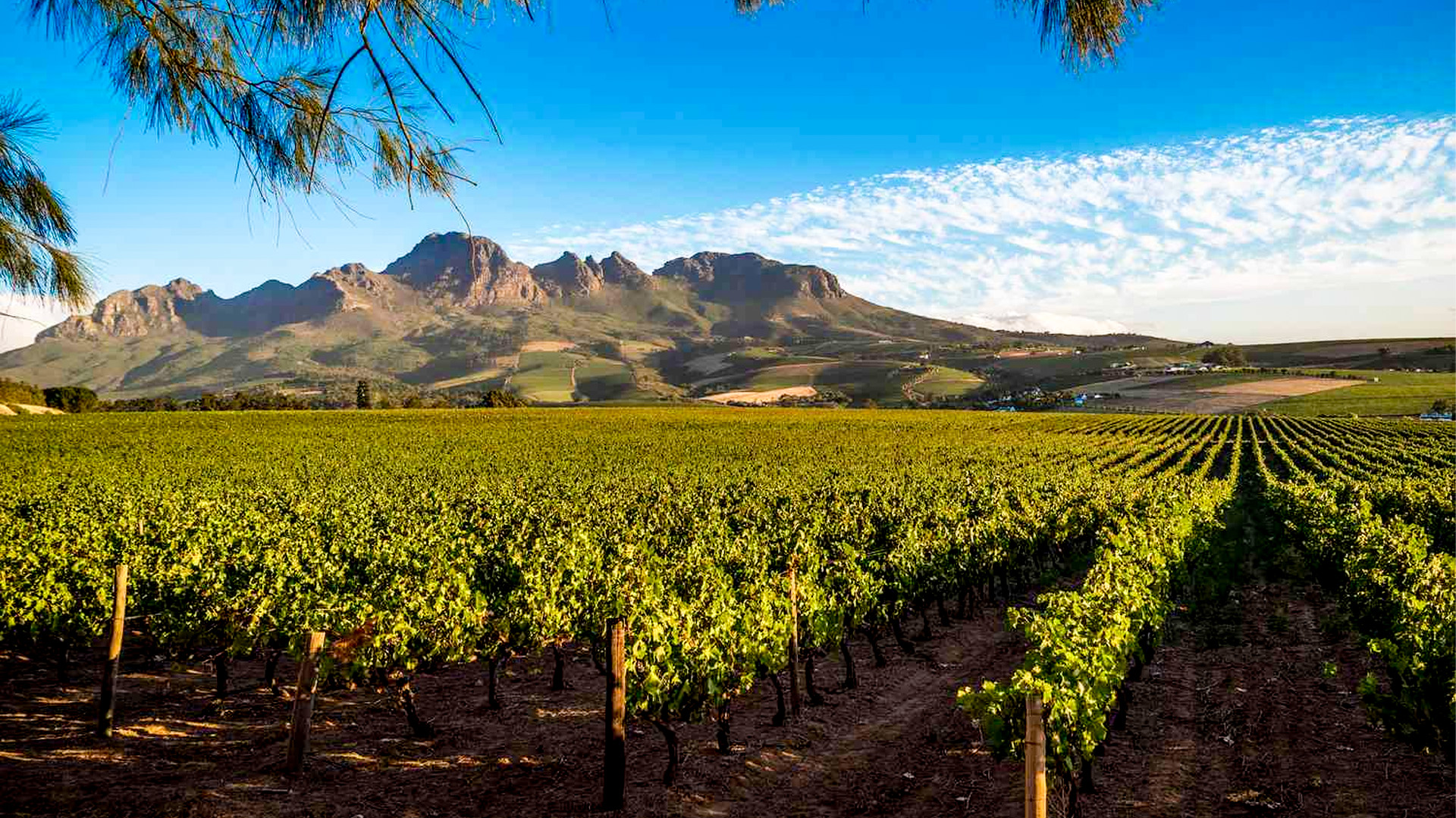 must-visit-wineries-and-their-unique-offerings.jpg