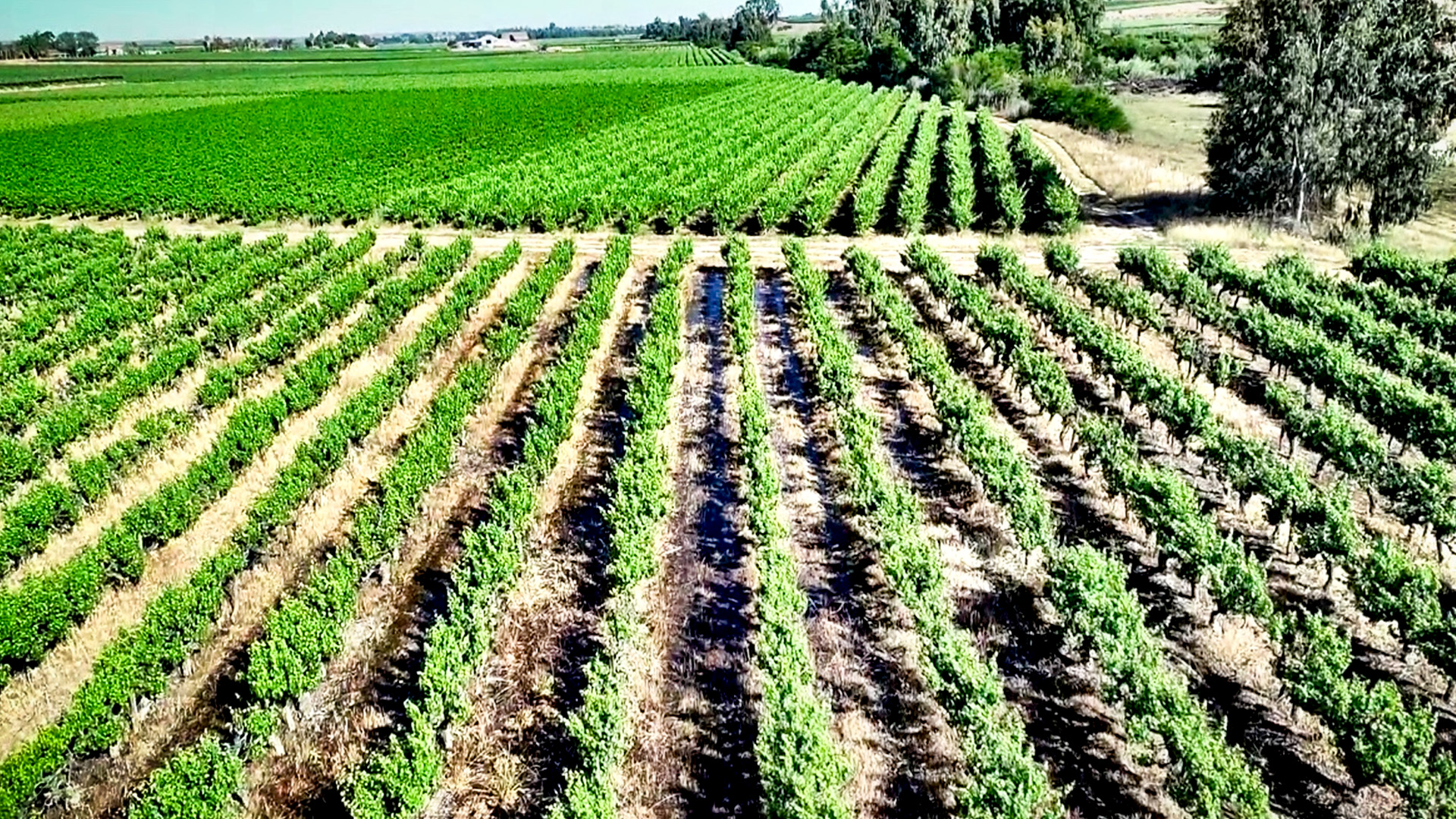 the-impact-of-rainfall-on-vineyard-health-and-grape-ripening.jpg
