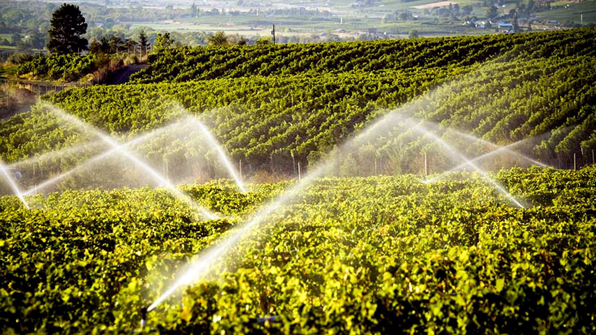 the-influence-of-water-and-irrigation-on-wine-quality.jpg