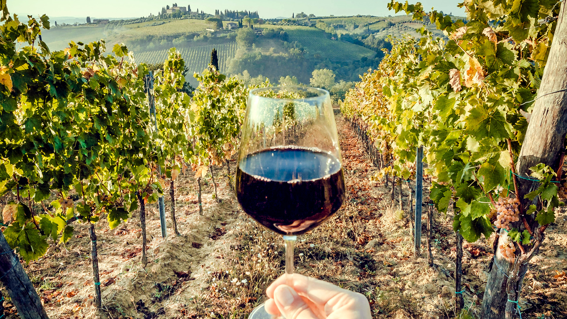 the-process-behind-natural-and-organic-wine-production.jpg