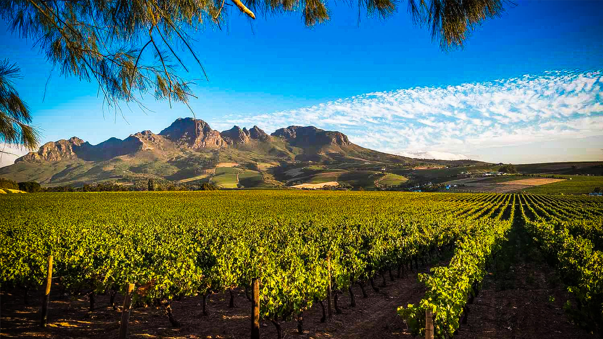 the-unique-landscapes-of-south-african-vineyards.jpg
