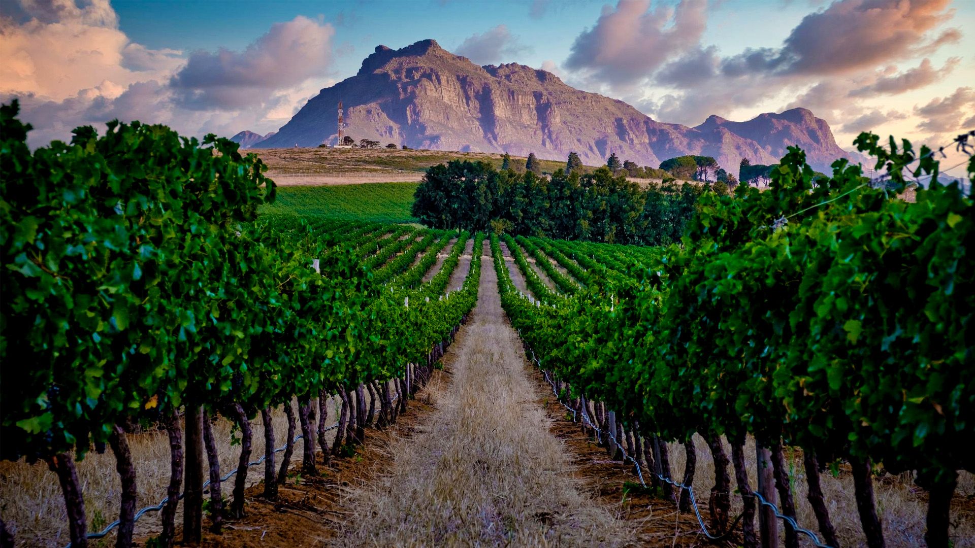 top-wine-regions-to-explore.jpg